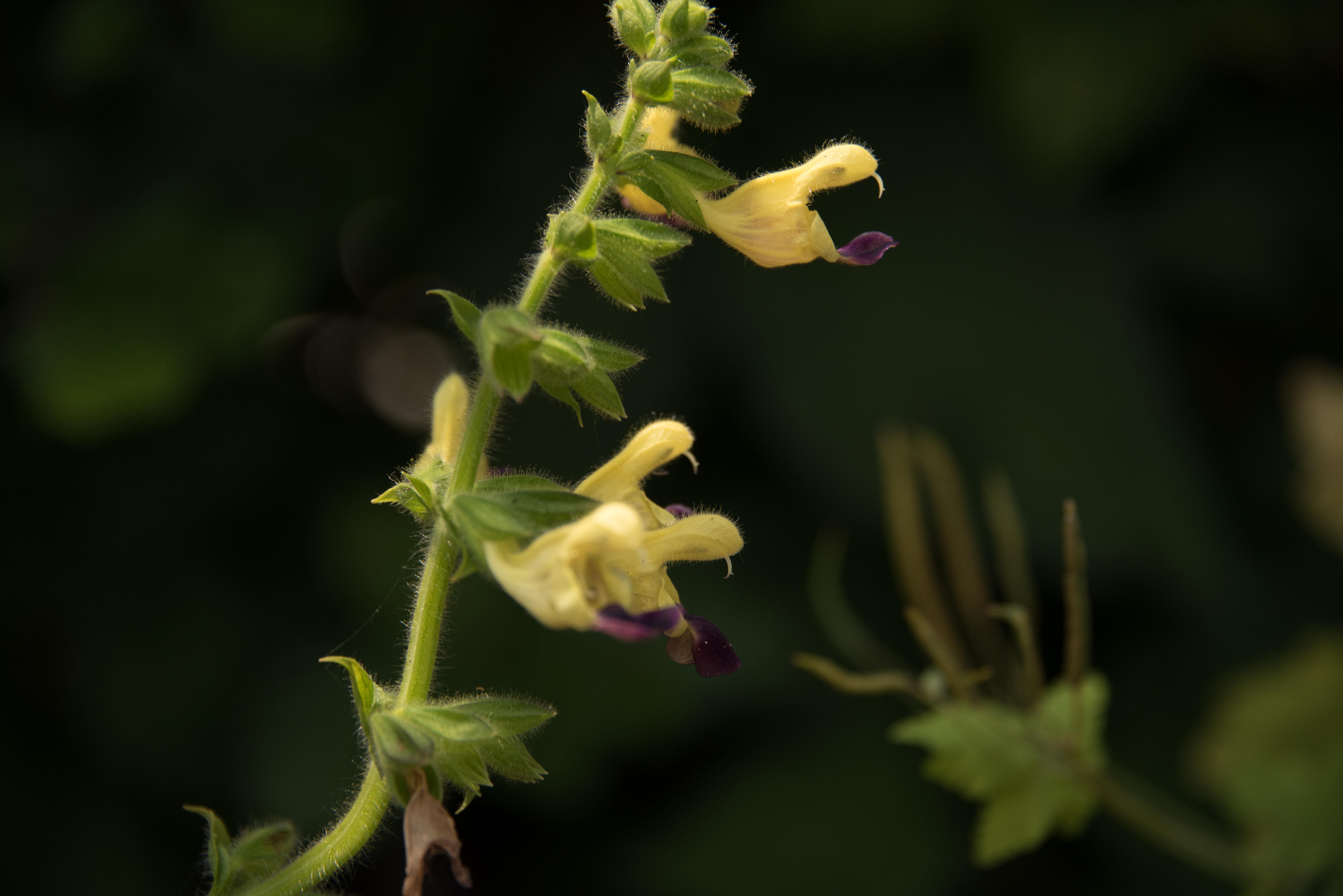 Salvia bulleyana  bestellen